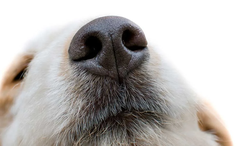 Le flair du chien détecteur permet de contrôler la présence de punaises de lit sur la durée