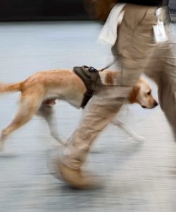 Le chien et son flair sont très utiles dans l'extermination des punaises de lit