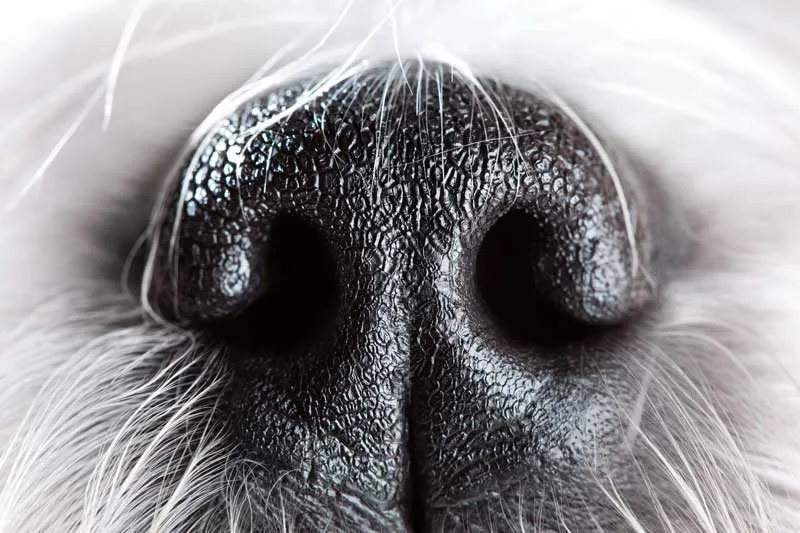 Le flair du chien renifleur, arme redoutable contre les punaises