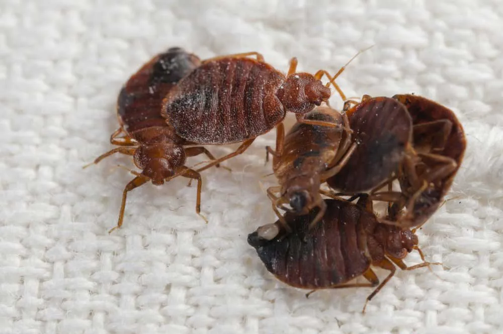 gestion-plaintes-punaises-de-lit La gestion des plaintes contre les insectes nuisibles dans les hébergements