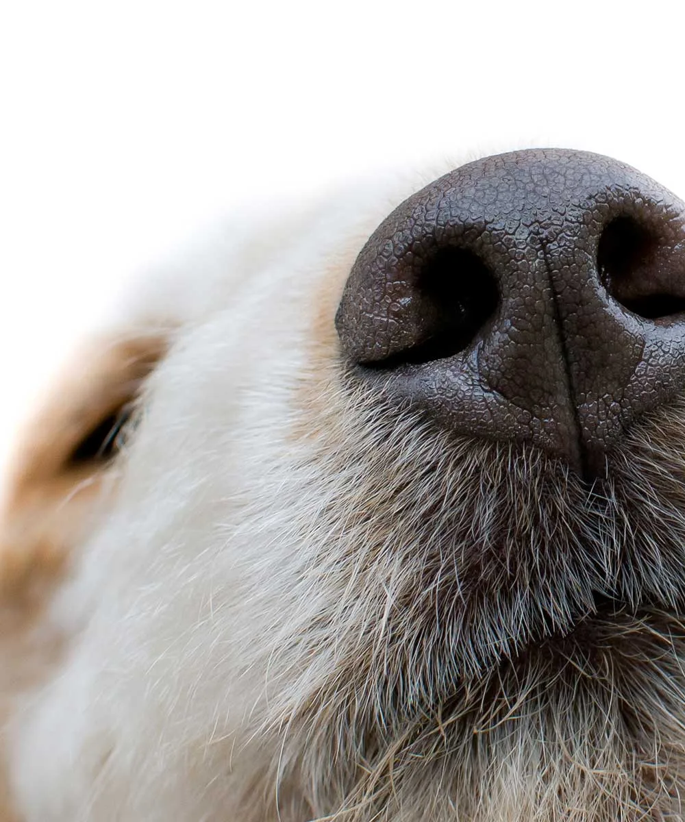 prevention-punaise-de-lit-chien La détection canine sert à prévenir contre la punaise de lit