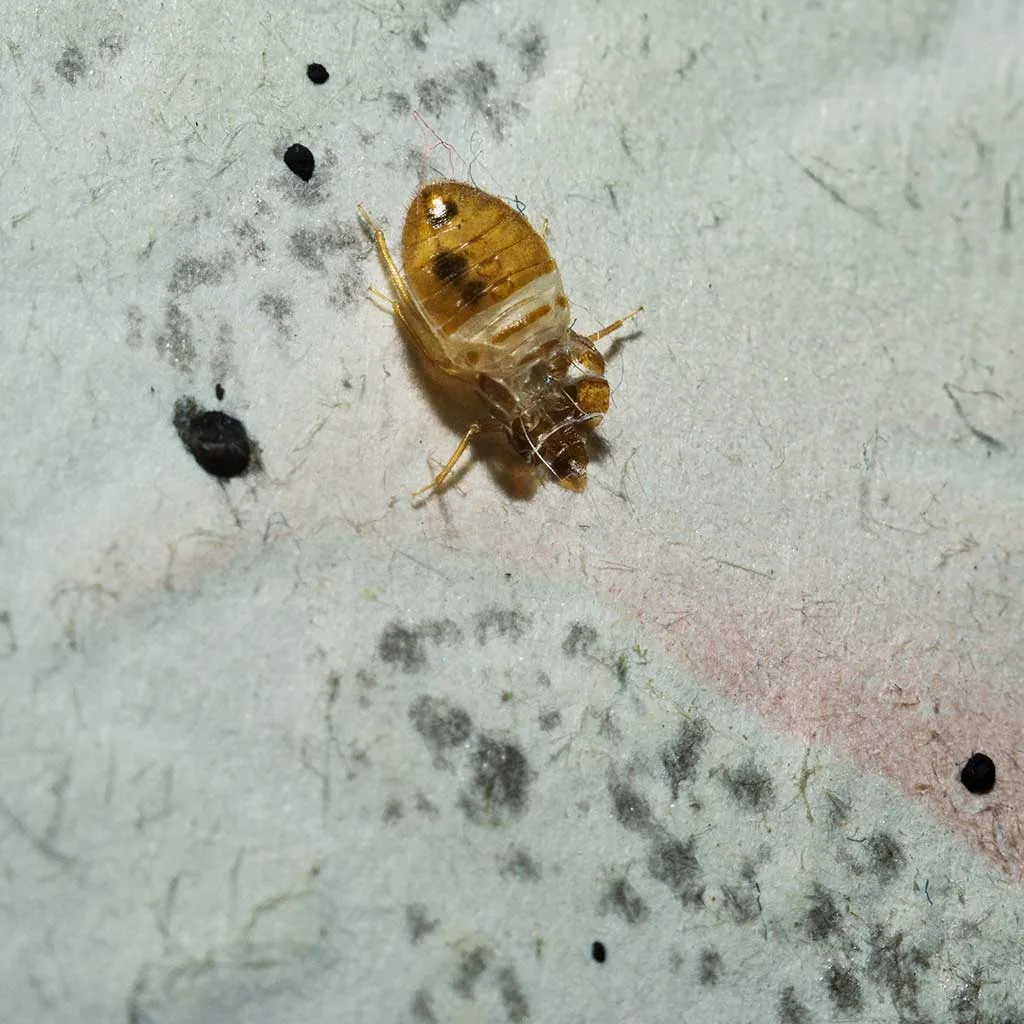 reconnaitre-punaise-de-lit Reconnaître l'insecte punaise de lit