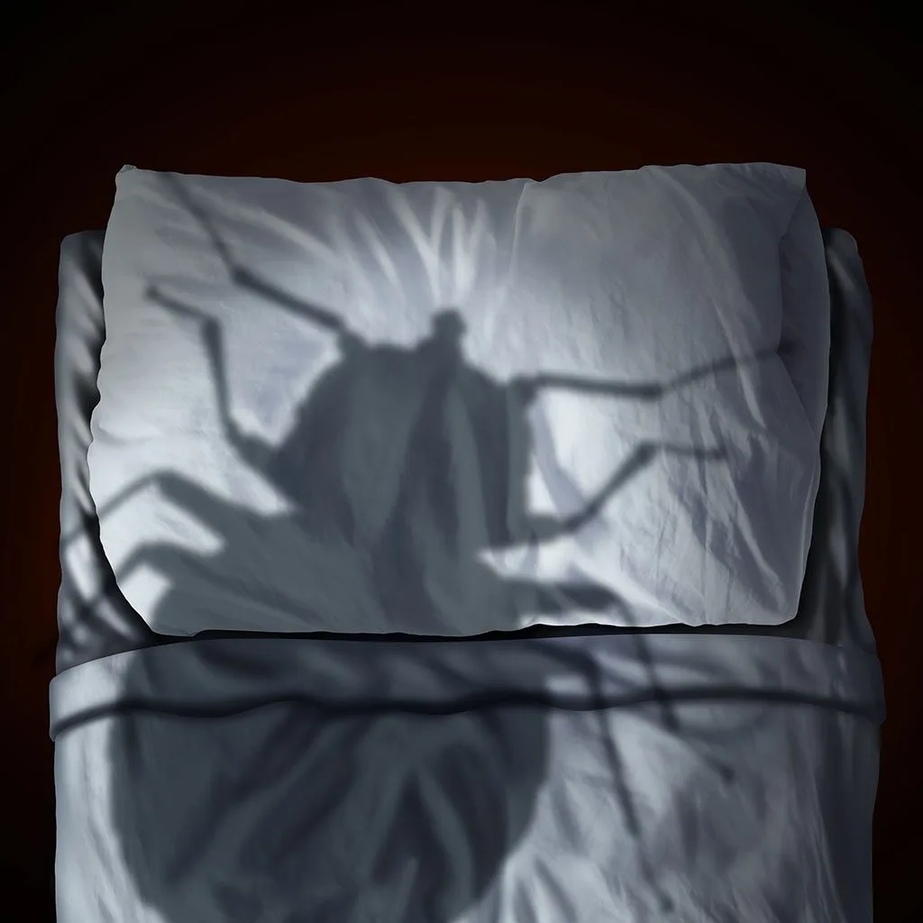Les risques de la punaise de lit pour l'homme