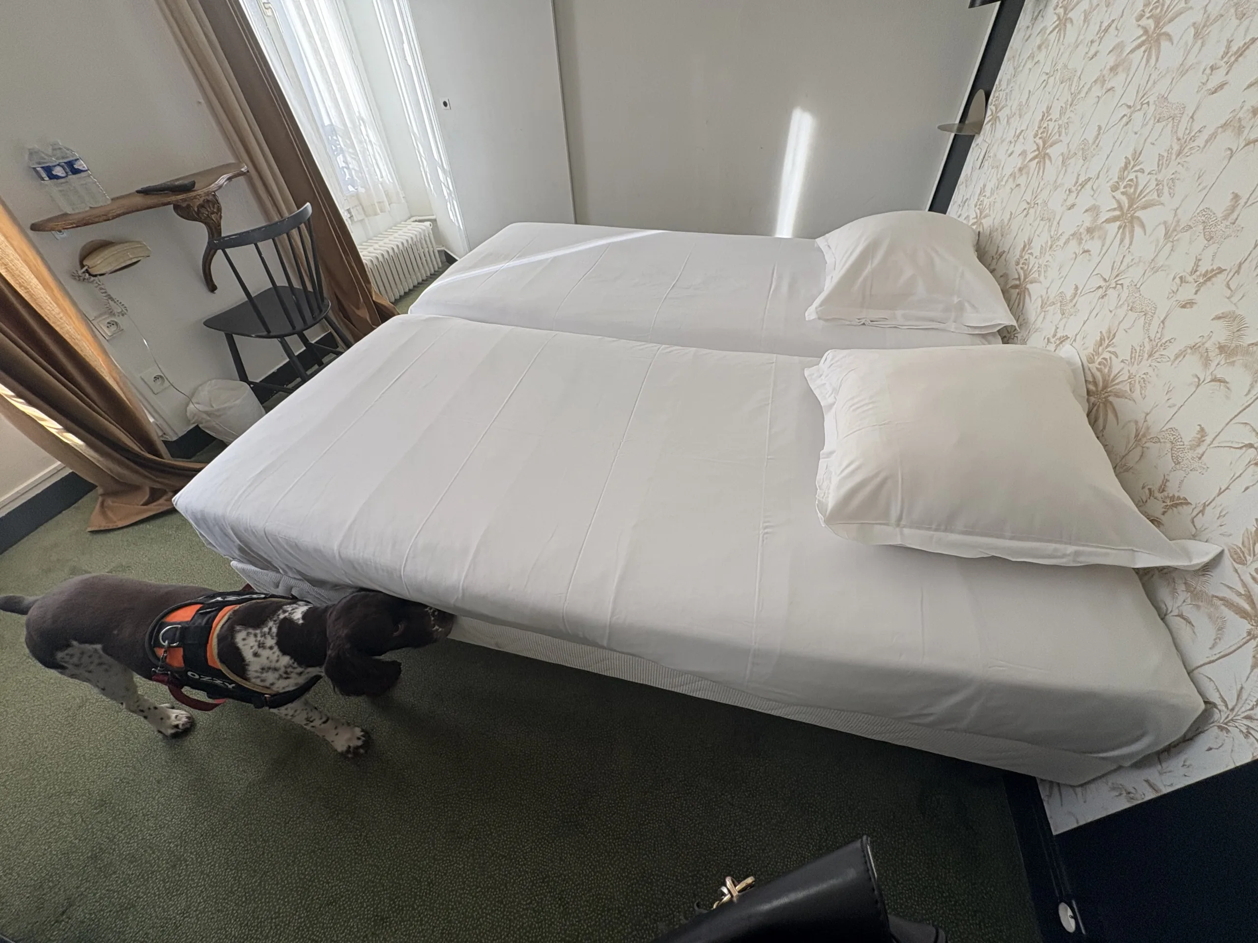 les punaises de lit de votre matelas