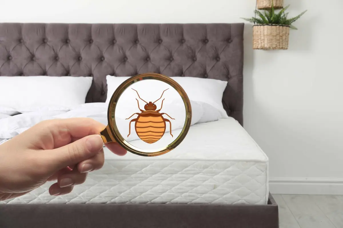 Les différences entre les puces et les punaises de lit
