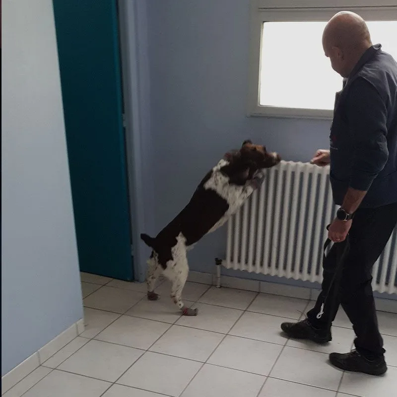chien-detecteur-en-action chien detecteur en action