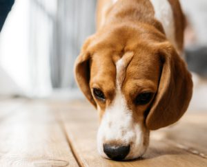 chien detecteur punaise