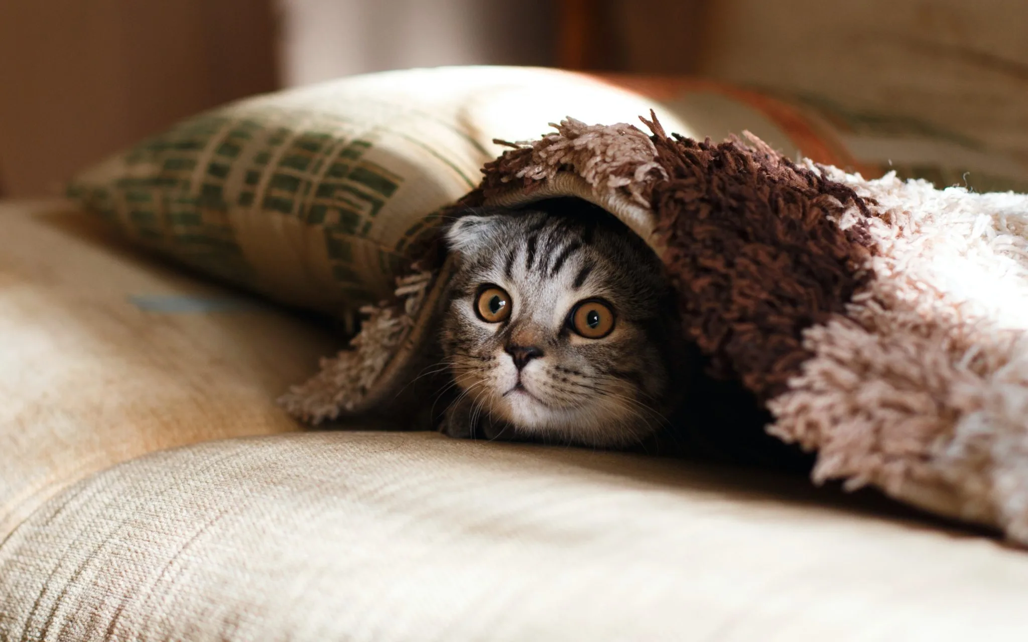 punaises de lit animaux domestiques scaled