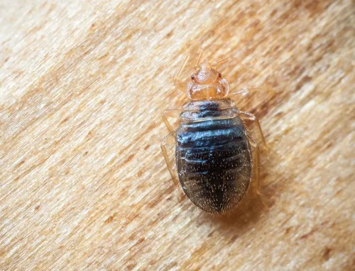 J’ai détecté la présence de punaises de lit noires, que faire ?