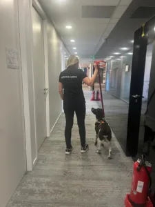 Intervention d'une professionnelle de chez punaise expert accompagnée d'un chien détecteur de punaises de lit dans un couloir d'une entreprise.