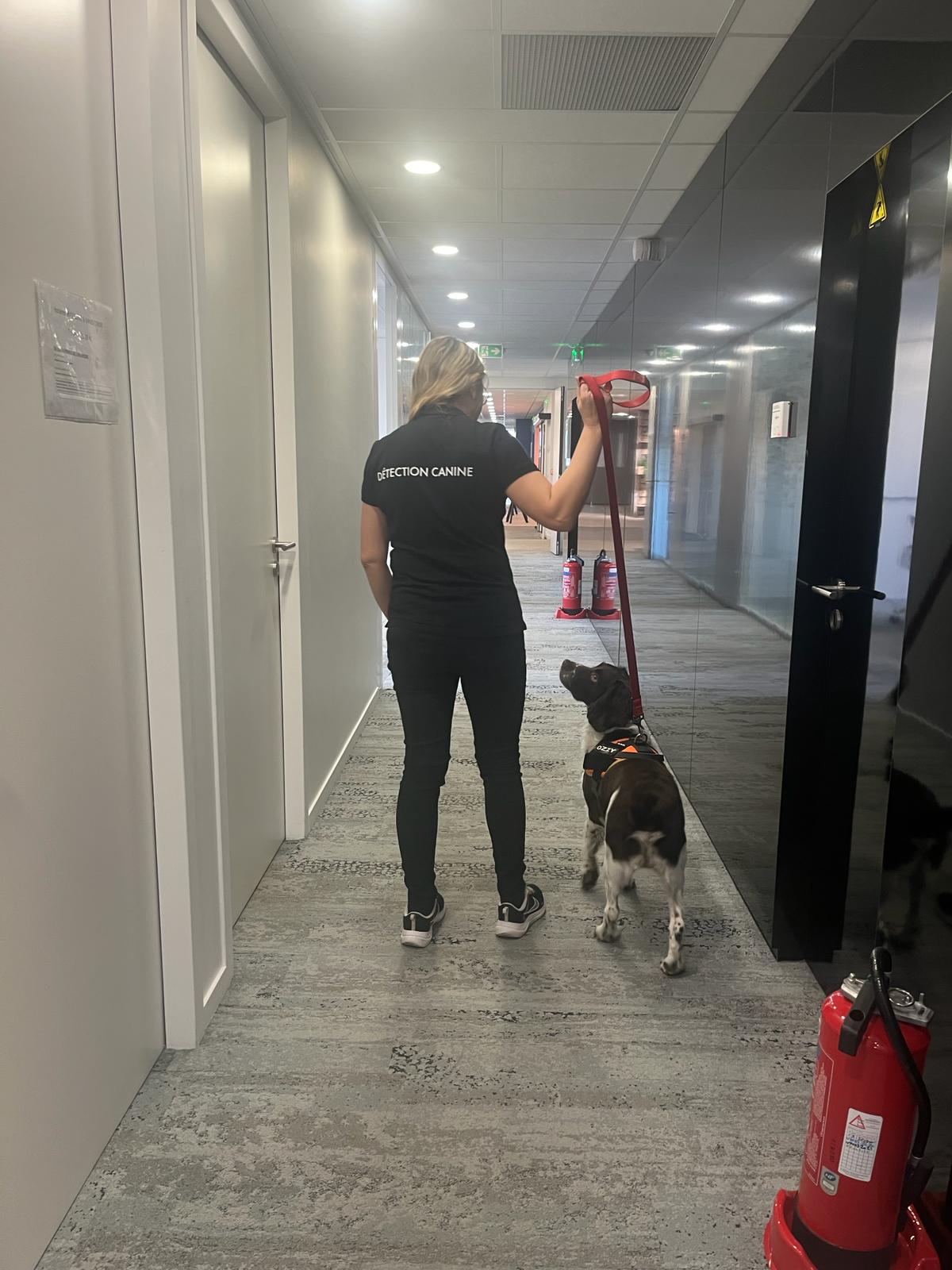 Intervention d'une professionnelle de chez punaise expert accompagnée d'un chien détecteur de punaises de lit dans un couloir d'une entreprise.