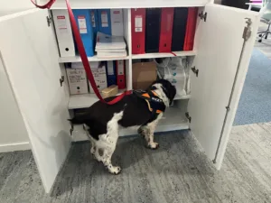 Chien détecteur de punaises de lit reniflant l'intérieur d'un placard pour détecter des punaises de lit.