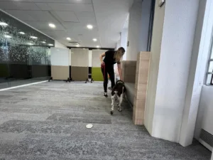 Dresseur de chien détecteur de punaises de lit inspectant un bureau moderne.
