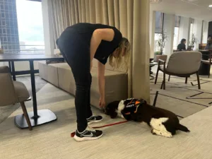 Chien détecteur de punaises de lit dans un bureau en open space avec son dresseur.