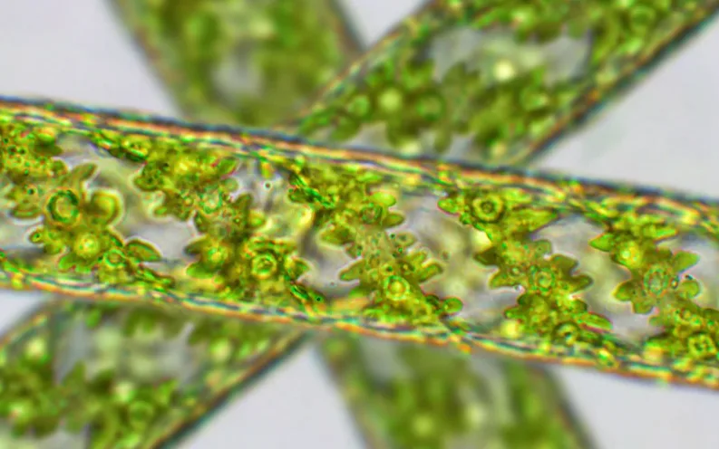 Capture decran 2024 11 14 144356 Vue microscopique de structures vertes en forme d'algues, montrant un ensemble complexe de motifs.