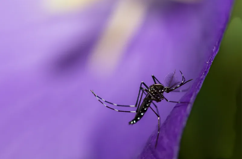 Image en gros plan d'un moustique tigre posé sur un pétale de fleur violette.
