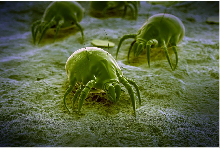 Image agrandie d'acariens sur une surface, montrant leurs caractéristiques microscopiques.