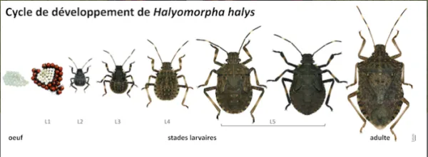 Capture decran 2024 12 05 091228 Illustration du cycle de développement de la punaise diabolique Halyomorpha halys, depuis l'œuf jusqu'à l'adulte.
