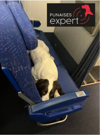 Chien détecteur allongé sur un siège d’avion avec un logo « Punaises Expert », illustrant la détection canine de punaises de lit dans les avions.