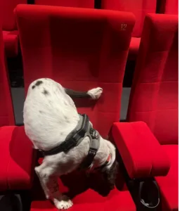 Un chien détecteur de punaises de lit renifle un siège de cinéma rouge pour inspecter une éventuelle infestation.