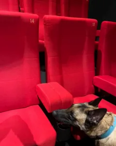 Un chien détecteur inspecte des sièges rouges dans une salle de cinéma pour repérer des punaises de lit.