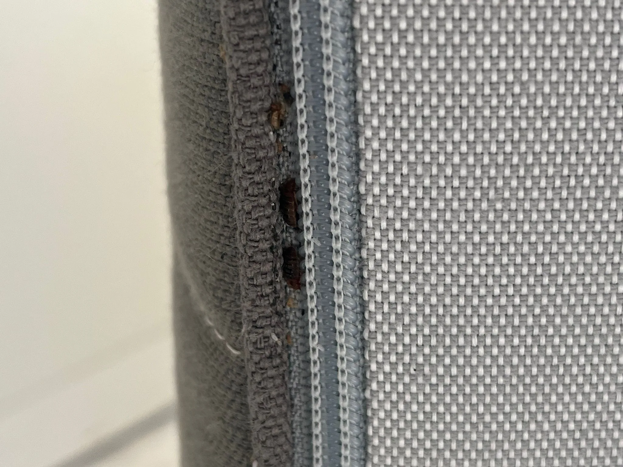 comment se déplacent les punaises de lit