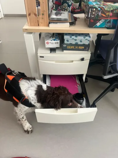 Chien de détection inspectant un tiroir ouvert dans un bureau pour la présence de punaises de lit.