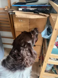 Chien de détection reniflant une armoire dans une pièce encombrée pour rechercher des punaises de lit.