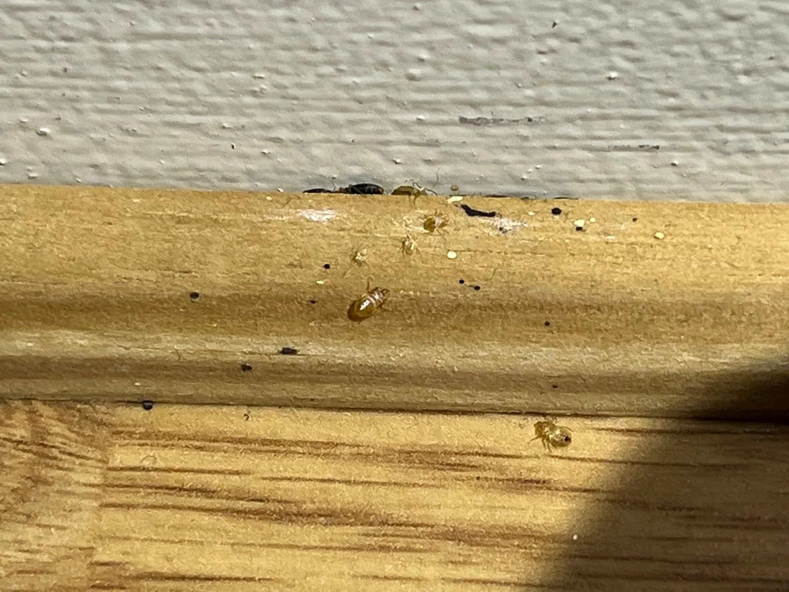 Photo de larves de punaises de lit sur une latte de lit en bois.