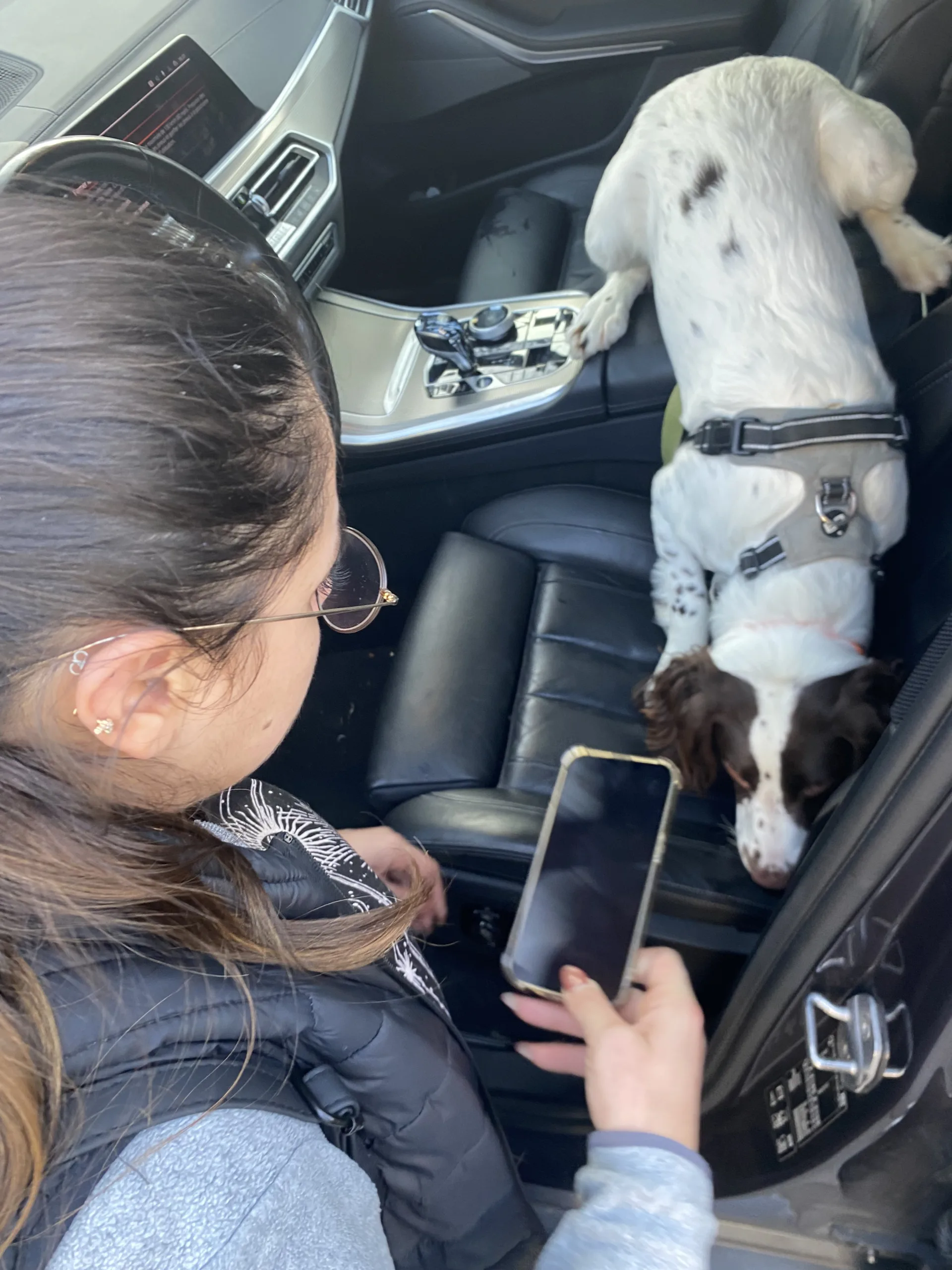Chien détecteur reniflant à l'intérieur d'une voiture pour détecter des nuisibles.