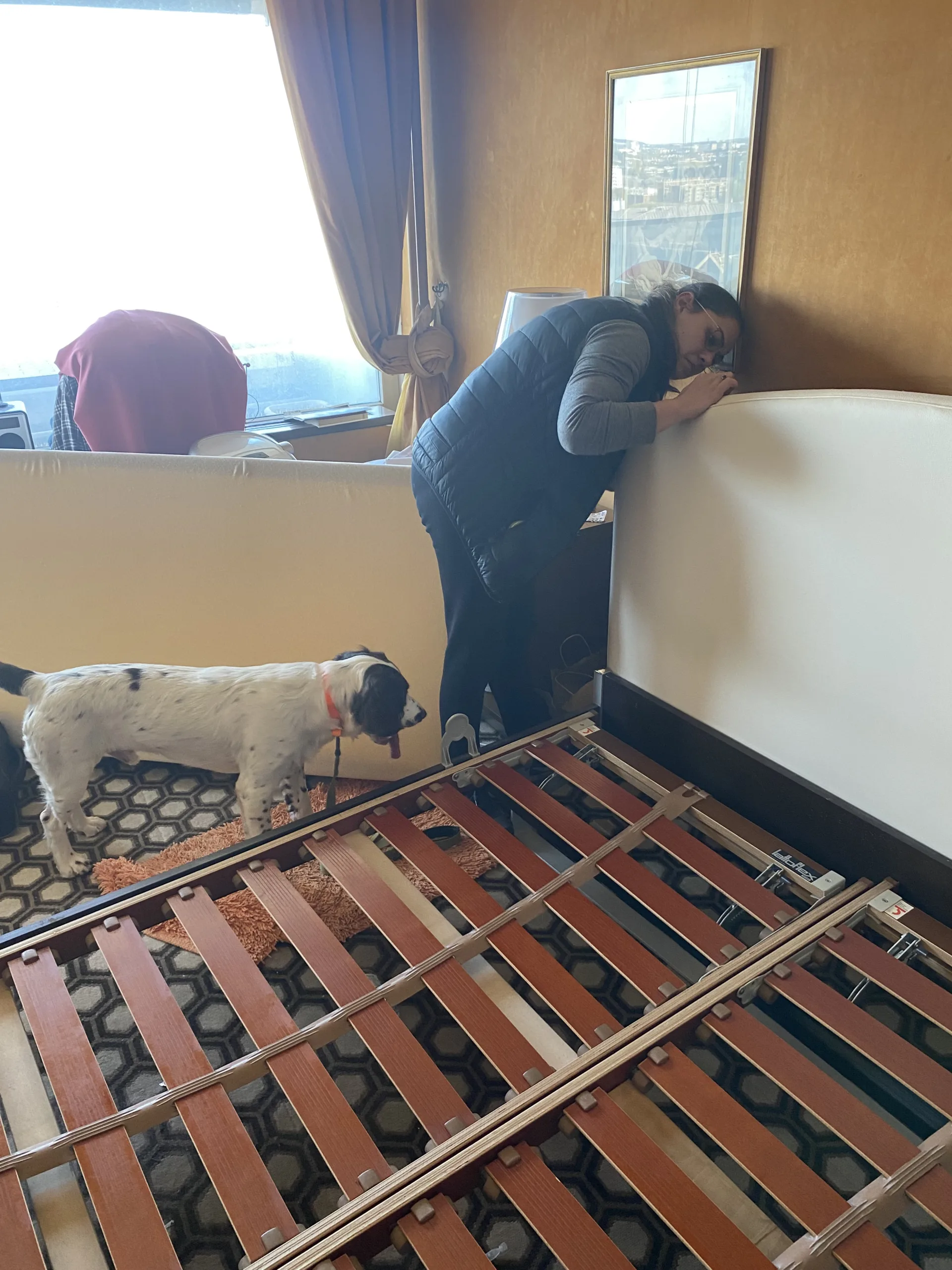 Chien détecteur accompagnant une inspection de lit dans une chambre pour rechercher des punaises de lit.