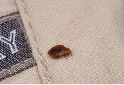 Une punaise de lit visible sur un tissu beige près d’une couture.