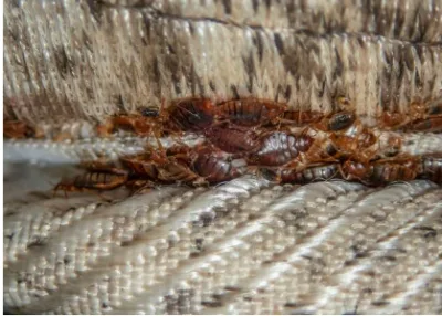 Infestation de punaises de lit dans les coutures d’un matelas.