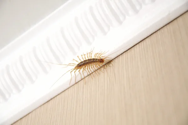 Scutigère véloce rampant sur un mur, un prédateur naturel d'insectes.