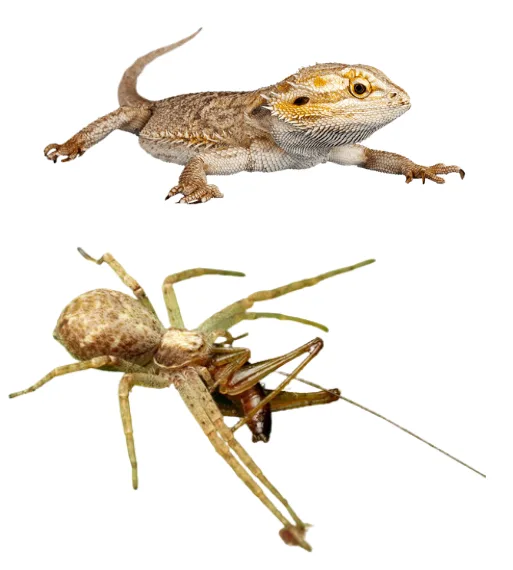 Lézard et araignée, exemples de prédateurs d'insectes nuisibles.