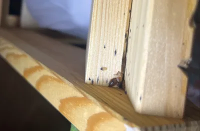 Punaises de lit visibles dans une structure en bois, accompagnées de traces d'excréments.
