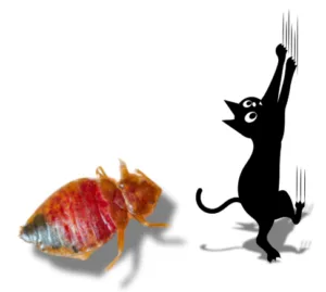 Illustration d'une punaise de lit face à un chat en position d'attaque.