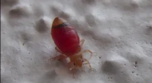 Punaise de lit rouge sur une surface blanche, récemment nourrie.
