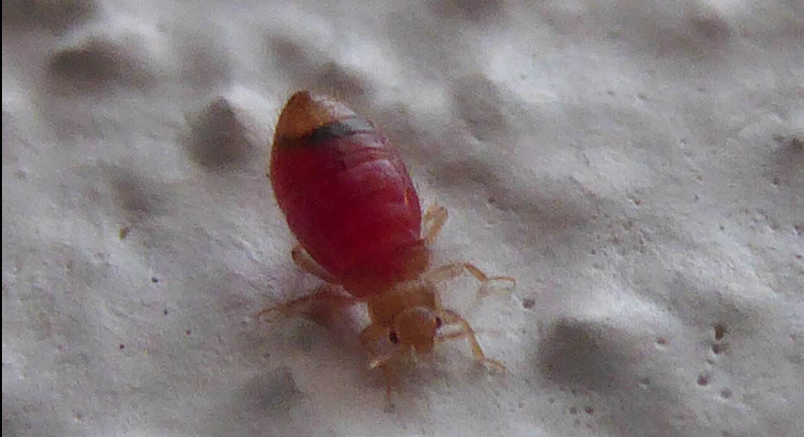 Quels sont les insectes ressemblant à des punaises de lit — free download