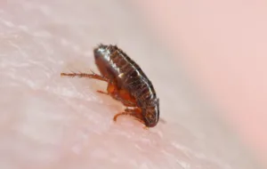 Insecte sombre, semblable à une puce, sur la peau humaine.