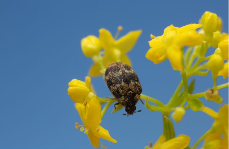 Quels sont les insectes ressemblant à des punaises de lit — free download