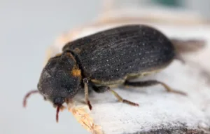 Insecte noir posé sur une surface en bois, différent des punaises de lit.
