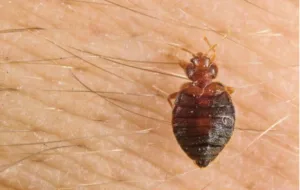 Punaise de lit marron foncé se nourrissant sur la peau humaine.