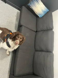 IMG 20230512 WA0020 Chien détecteur de punaises de lit devant un canapé, prêt pour une inspection détaillée des meubles.