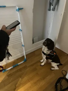 Photo 15 10 2024 09 10 57 1 Chien détecteur de punaises de lit dans un intérieur avec un étendoir à linge, inspectant les zones suspectes avec son maître.