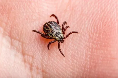 Gros plan d’une tique sur la peau humaine Tique posée sur une main