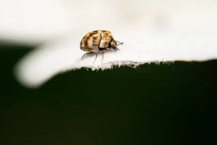 Insecte anthrène posé sur une feuille blanche Anthrène du musée sur une feuille