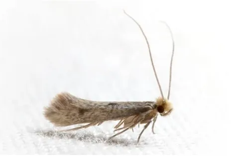 Papillon de nuit posé sur une surface blanche Petit papillon de nuit posé sur un tissu
