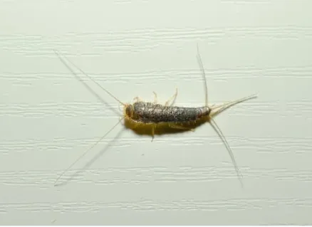 Lépisme argenté identifié sur un mur Lépisme argenté sur une surface plane