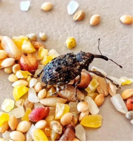 Charançon détecté dans des aliments Charançon des céréales au milieu de graines